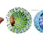 Những điều cần biết về bệnh viêm gan siêu vi B và nguy cơ nhiễm viêm gan siêu vi B và C