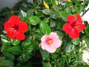 Hoa dâm bụt đỏ cũng có tác dụng tốt trong việc chữa khí hư